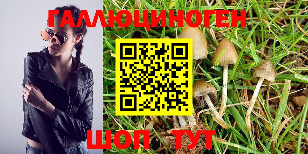 Псилоцибиновые грибы Psilocybine cubensis Раменское